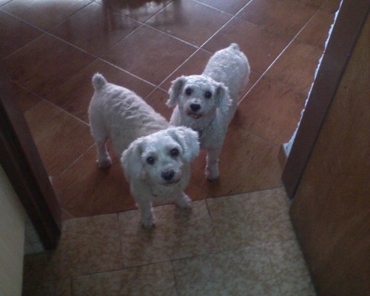 Mis dos perritas.  GINGER   y  CANDY (madre)